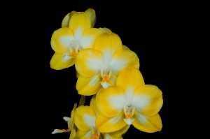 Phalaenopsis Sogo Golden FANGtastic AM/AOS 80 pts.